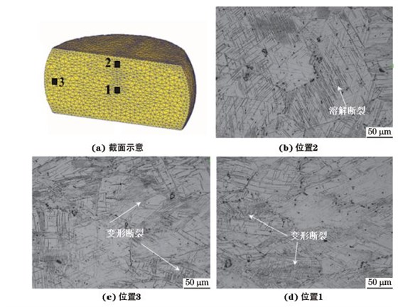 圖３ 在９８０ ℃、應變速率為０．０１０s－１下壓縮至應變量為３０％后GH４１６９合金不同區(qū)域的顯微組織
