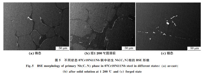 圖5 不同狀態(tài)07Cr18Ni11Nb鋼中初生 Nb(C，N)相的 BSE形貌